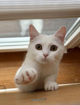 Bkh Katze weiß - Versmold Oesterweg
