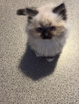 Ragdoll Kitten - Reutlingen