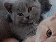 Bkh Kitten Reinrassig / Stammbaum Blue , Creme - Bielefeld