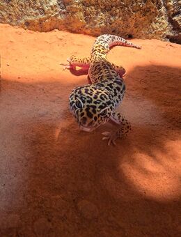 Leopard Gecko - Korbach (Hansestadt)