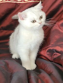 Reinrassige BKH Kitten mit Stammbaum - Gerolsbach