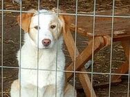 Tilly, lieb und freundlich - Bonndorf (Schwarzwald)