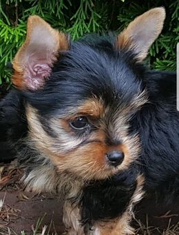 Reinrassige Yorkshire-Terrier mit Ahnentafel - Garrel