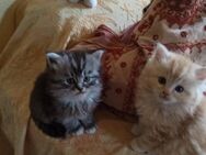 Maine Coon Kitten - Neuss