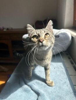 Katzenmädchen Mila sucht Kuschelplatz - Ellerbek
