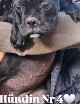 Old Englisch Bulldog Mix Welpen - Panketal