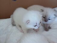 BKH Kitten Babykatzen - Villingen-Schwenningen