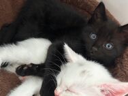 Main Coon Ragdoll Mix Kitten - Hofheim (Taunus)