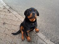 Rottweiler - reinrassig - 5 Monate alt - Wagenfeld