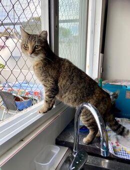 Sissy - Neugierige Katzenlady - Bad Camberg