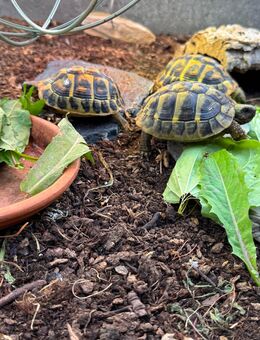 Drei griechische Landschildkröten mit komplettem Außengehege - Amberg