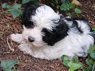 Havaneser Kreuzung mit Coton de Tulear - Bockhorn (Niedersachsen)