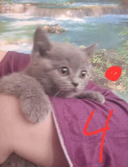 2 Katzen Kitten abzugeben - Rüsselsheim