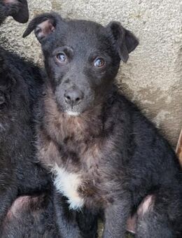Elsie 💗 süßes, verspieltes Hundemädl - Hamburg