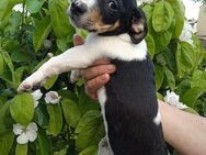 Jack Russell Terrier 2 Rüden mit CHIP/Eu-Pass ab sofort - Coswig (Anhalt)