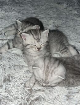 Baby kitten zum Verkauf - Berlin Neukölln
