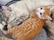 Babykatze rot - Gevelsberg