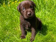 Reinrassige Labrador Welpen in schwarz und braun - Waldeck (Hessen)