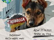 REBECCA - freches Lausdearndl sucht..... - Waakirchen