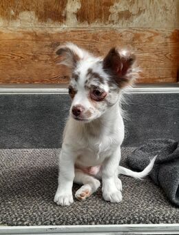 Reinrassiger Chihuahua Welpe Rüde abzugeben - Naumburg (Saale)