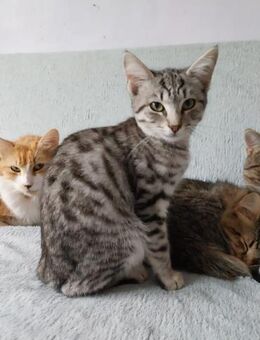 Clara die Neugierige - Rambin