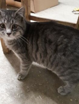 Kätzchen - Triftern