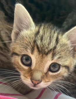 Zwei süße Kitten Mädels können aussziehen - Dorsten