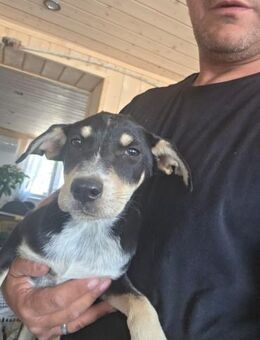 🐾🐶 Manu sucht ein liebevolles Zuhause - Stuttgart