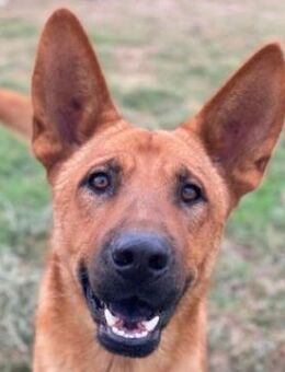 Zylo, geb. ca. 10/2024, GRIECHENLAND - Euskirchen