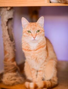 Heliana aus dem Tierschutz - Grevenbroich