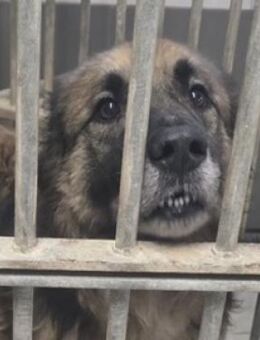 NICOLAU sucht Familie - Gefrees