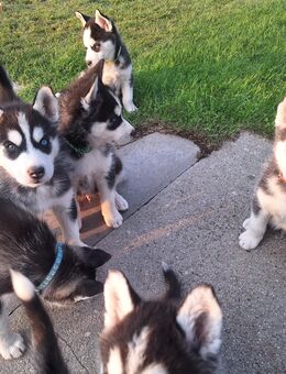 Huskys Welpen - Helbra