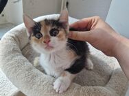 Katze baby - Cottbus