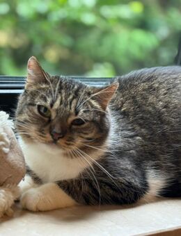 Katze getigert mit weiß - München Trudering-Riem