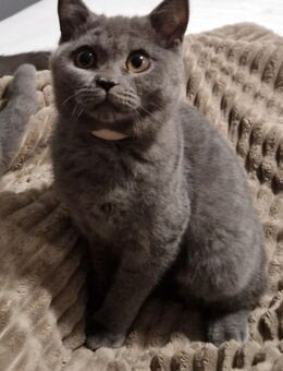 Reinrassige BKH kitten - Bargstedt (Niedersachsen)