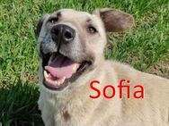 SOFIA ❤ EILIG! sucht Zuhause/Pflegestell - Langenhagen