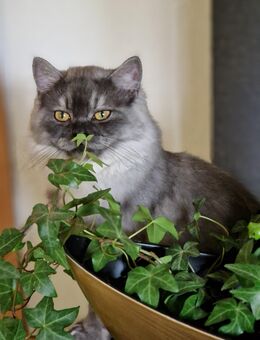 Britisch Langhaar Kater - Siegen (Universitätsstadt) Kaan-Marienborn