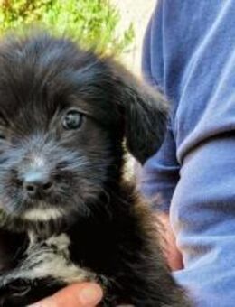 Ruby Mini-Hund mit Maxicharme - München