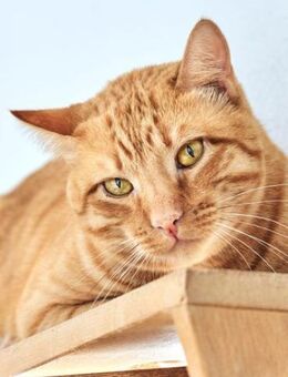 Kater Flavum - Bochum