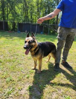 Ciklon wünscht sich ein Zuhause - Nordwalde