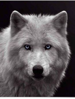 Reinders! Poster Weißer Wolf, (1 St)