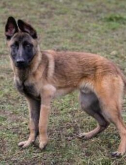 Junghund Lijan mit Handicap - Laufen