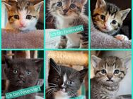 Verschmuste Katzenbabies suchen ein liebevolles Zuhause, Katzenbaby, Kitten, Kater, Babykatze, Katze - Drensteinfurt