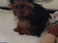 Mini Yorkshire Terrier Hündin zum verkaufen - Murr