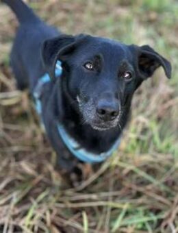 Tyson -umgänglicher kl Alltagsbegleiter - Löwenberger Land