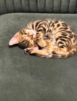 Reinrassige Bengal Kitten - Castrop-Rauxel
