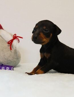 Reinrassige Manchester T. Welpen - Sangerhausen