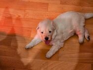 Weißer schweizer schäferhund berger blanc suisse - Salzgitter