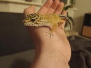 Leopardgecko Männlich Handzahm 2024 - Berlin Spandau