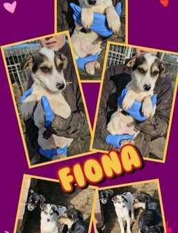 Welpenmädchen Fiona wo darf ich hin? - Nürnberg